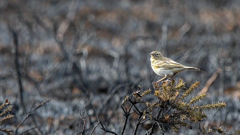 A meadow pipit sitting on a branch overlooking charred ground after a fire at Trentishoe, Exmoor, in March 2025